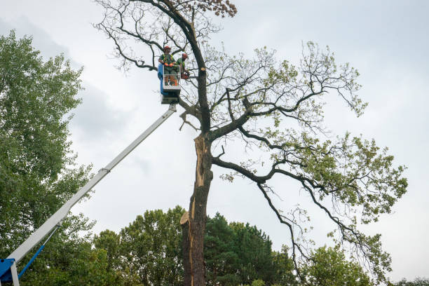 Professional Tree Service in Del Aire, CA